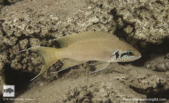 Neolamprologus brichardi 'Cape Kabogo'